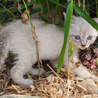優しい里親さん募集