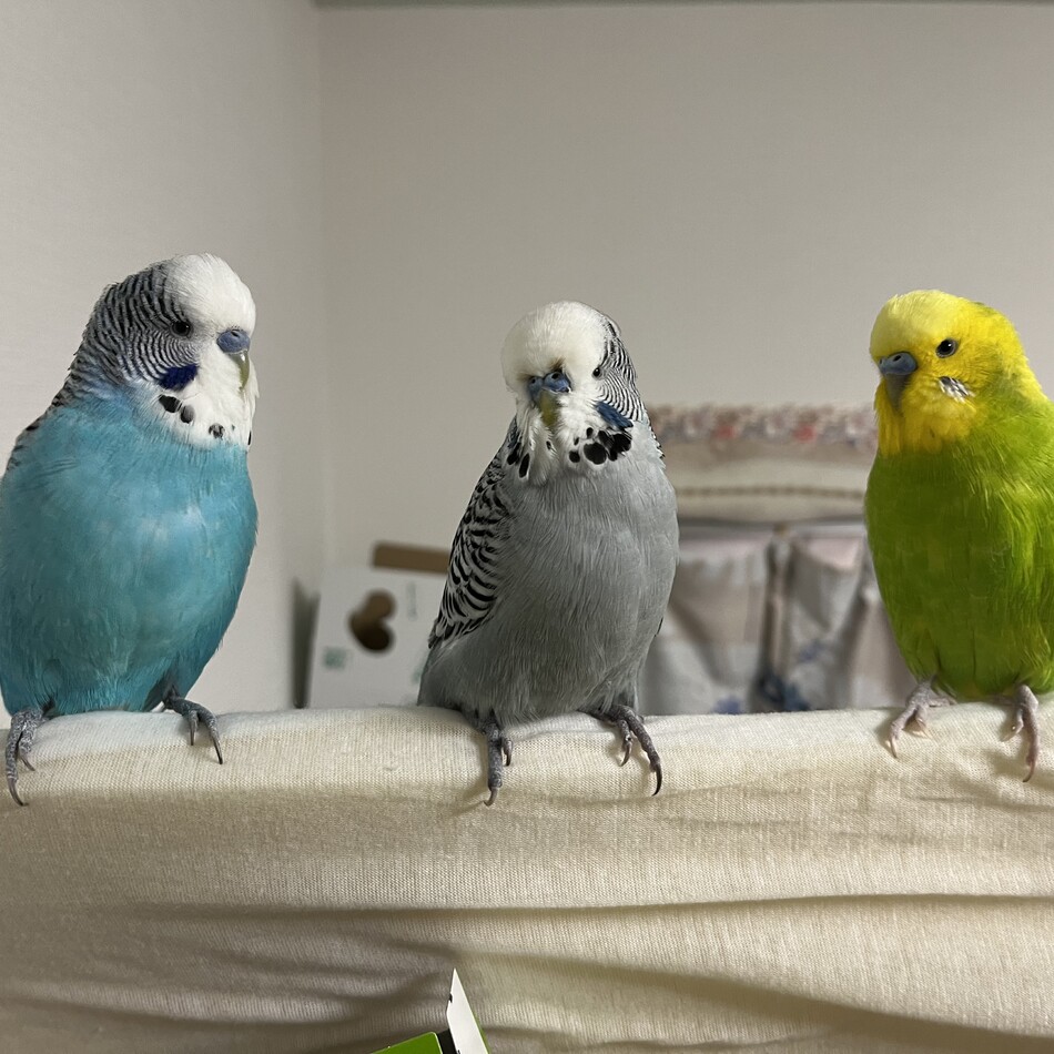 凪ちゃんのカバー写真