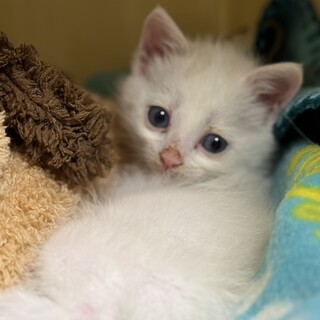 【再募集】深蒼の瞳♥べたべたあまあまの美少女