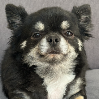 可愛がってくださる方