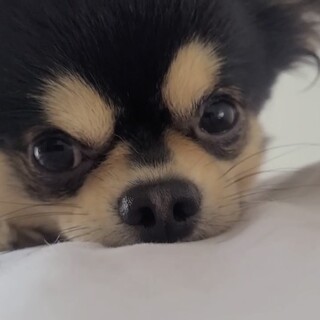 甘えんぼうです