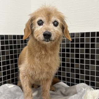 MIX　男の子　推定10歳以上　ピヌくん