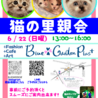 大きな瞳のキジトラ子猫オス　2匹セットで！ サムネイル7