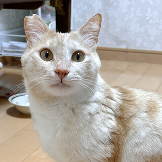 綺麗な毛色のペロペロ魔しらたまちゃん