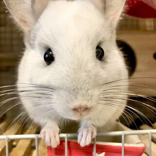 チンチラパイド