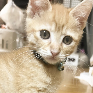 物怖じせずグイグイフレンドリー★コナ