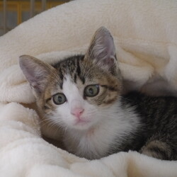 名古屋市 南生涯学習センターで譲渡会