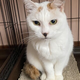 おっとり霰(あられ)ちゃん