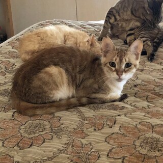 さすけねこ。が投稿した里親募集 :: ペットのおうち【里親決定29