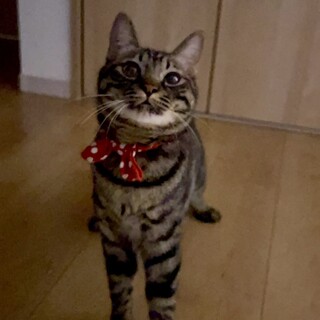 穏やかな性格でカッコいいキジトラボーイ！