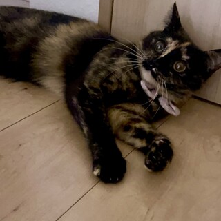 とても可愛い甘えん坊のサビ三毛ロビン！