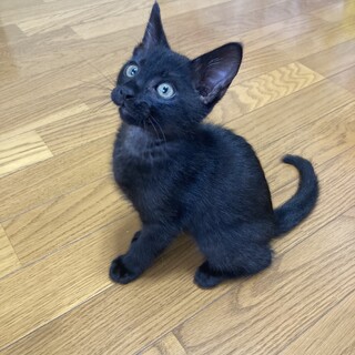 甘えん坊の黒子猫「ポニョ」ちゃん