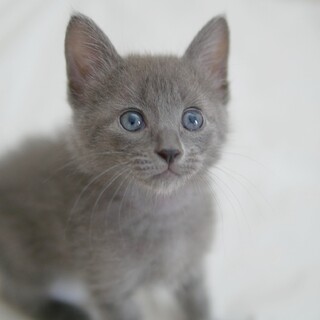 グレー子猫　ケニアくん　里親様募集中