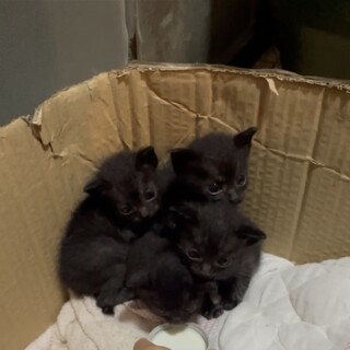 黒猫3匹　兄妹