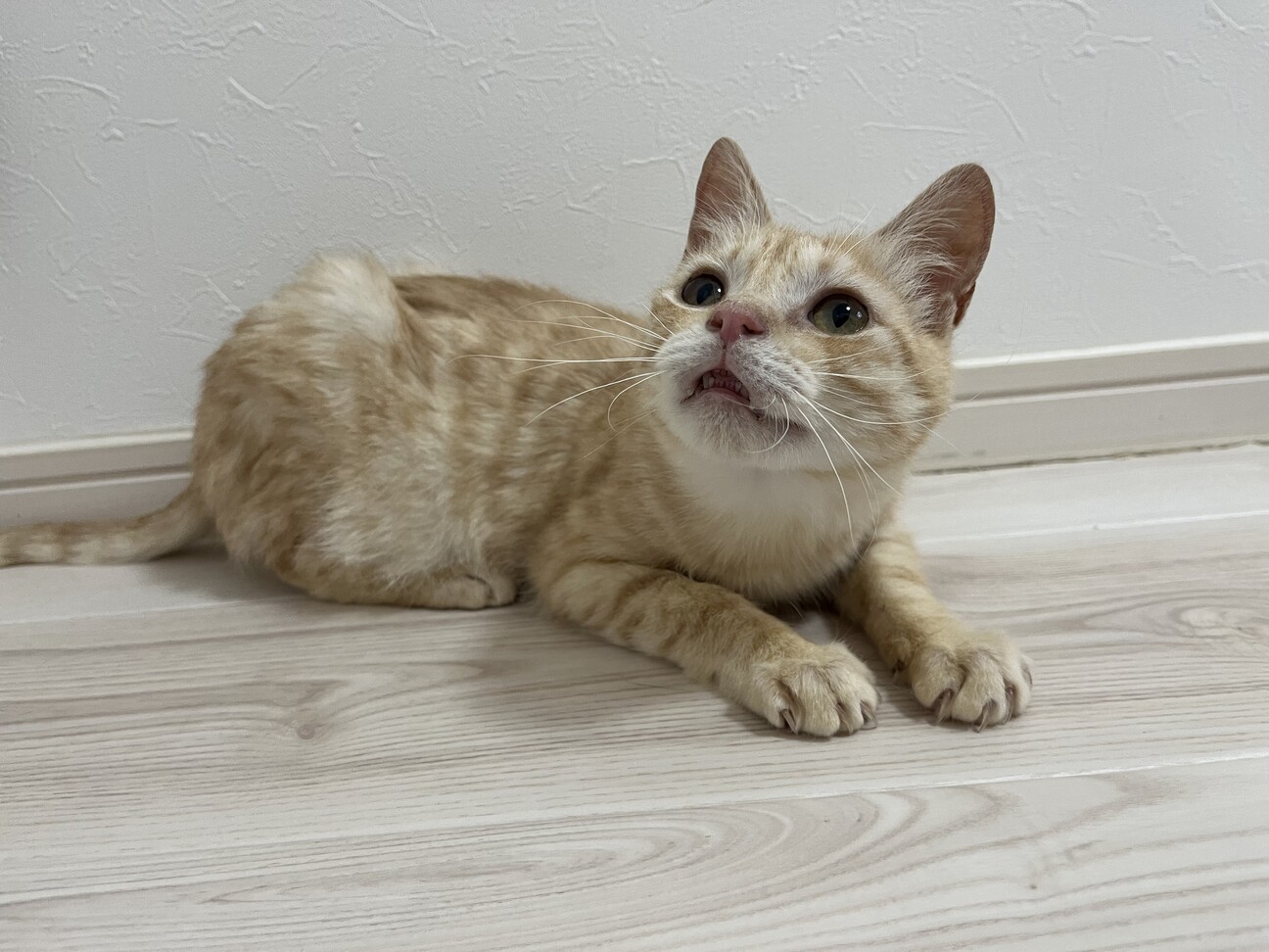 ふんばり親子猫 茶トラ 寄り添う猫の親子 茶トラ猫 の Stock フォト | Adobe Stock