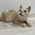 甘えんBOY⭐︎パステル茶トラ