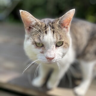 甘えん坊♡人馴れ◎キジ白男の子☆推定3歳