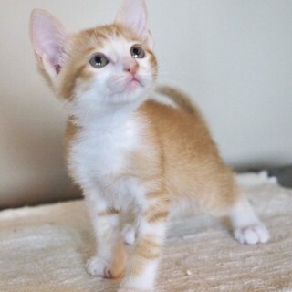 茶トラ白子猫　ガーナちゃん　里親募集中！