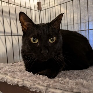 美人猫の［ひまりちゃん］臆病だけどよろしくね