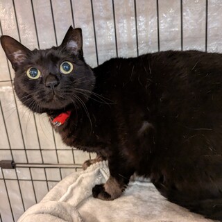 まんまるボディにまんまるおめめ。［まつりちゃん］