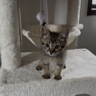 FIV感染の子猫の里親募集します。