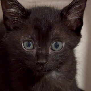 ありがとうございました★可愛らしい黒猫トウマくん