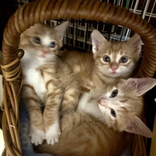 可愛い盛りのチャトラ子猫兄妹