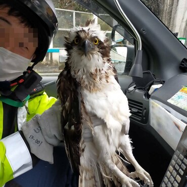 本業の方で巡回出たらコレですよ・・・いつも通りデスクワークしてたら保護できなかった