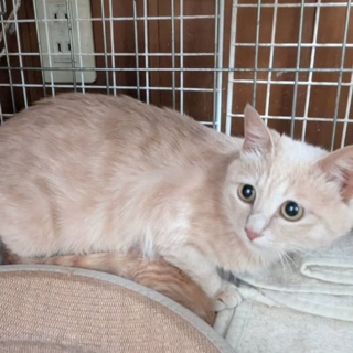 珍しい　ミルクテイ色の若い美猫