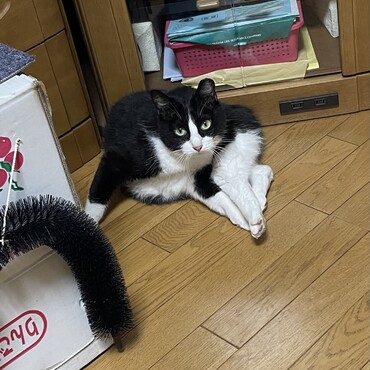 あたちは雹兄たんと交戦したからお手入れ♪(๑ᴖ◡ᴖ๑)♪