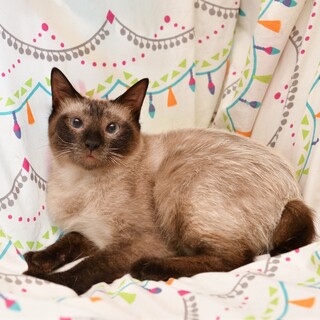  シャム系美にゃん⭐️エリーちゃん