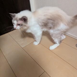 ラグドール女の子