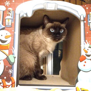 ★里親様決定★シャイだけどほんとは甘えん坊♥ハグ