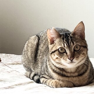 遊び好きなキジトラ男の子飼い主さん募集中！