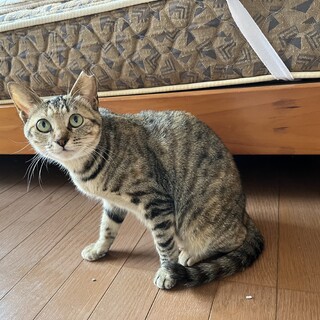 ツンデレ美猫キジトラちゃん優しい飼い主さん募集中！