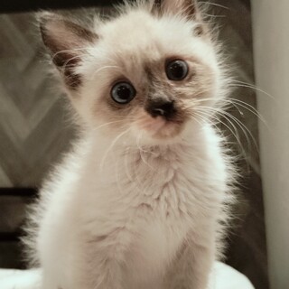 シャムmix子猫　オス兄弟2匹で。