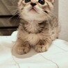 大きな瞳のキジトラ子猫オス　2匹セットで！ サムネイル2