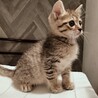 大きな瞳のキジトラ子猫オス　2匹セットで！ サムネイル4