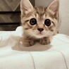 大きな瞳のキジトラ子猫オス　2匹セットで！ サムネイル3