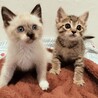 大きな瞳のキジトラ子猫オス　2匹セットで！ サムネイル5