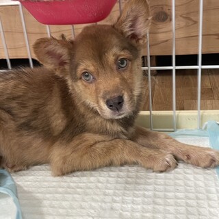 【里親様決定】リリーの幸せが見つかりました♡