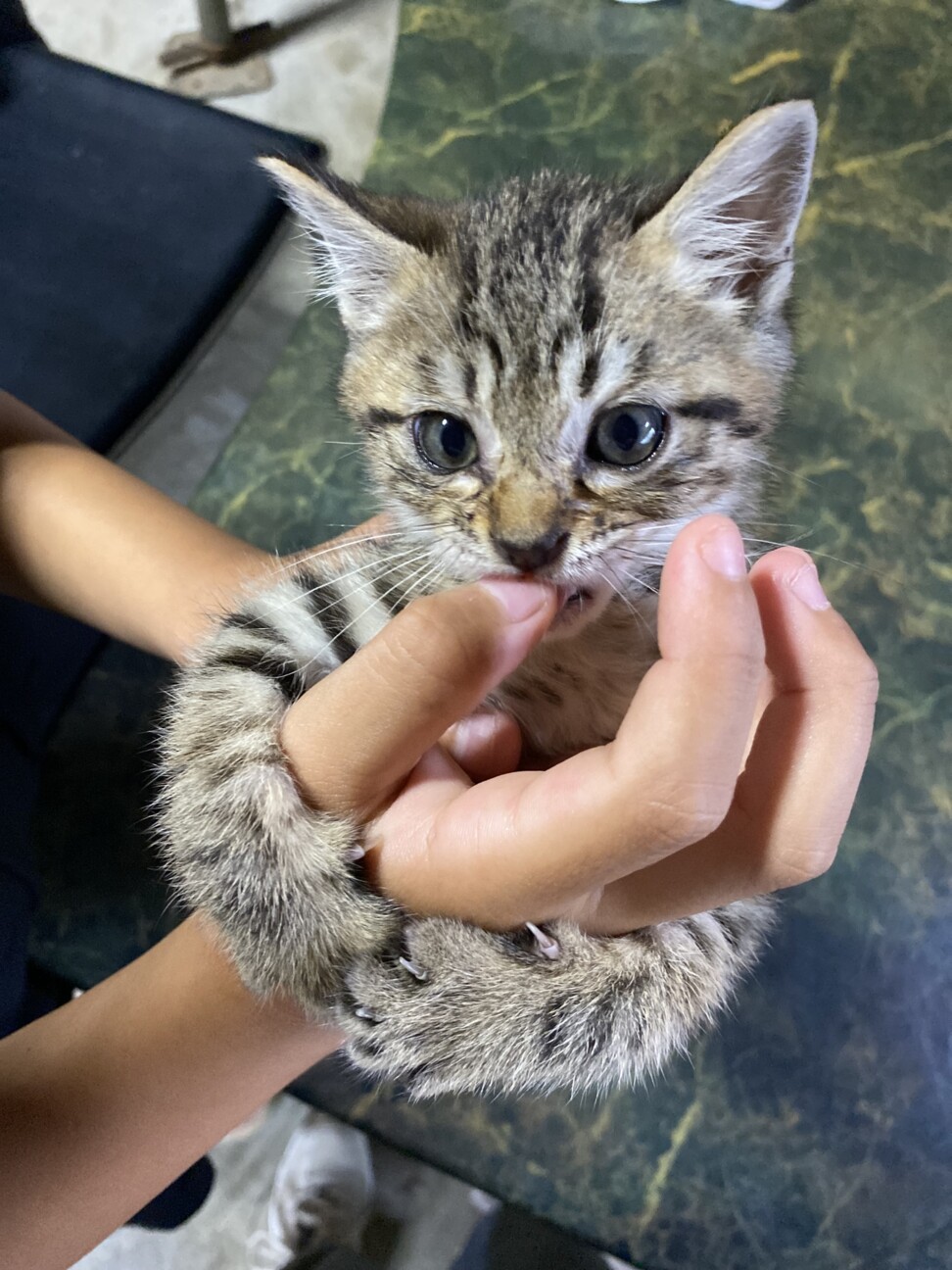 キジトラ⭐︎子猫ちゃん」岡山県 - 猫の里親募集(517286) 4枚