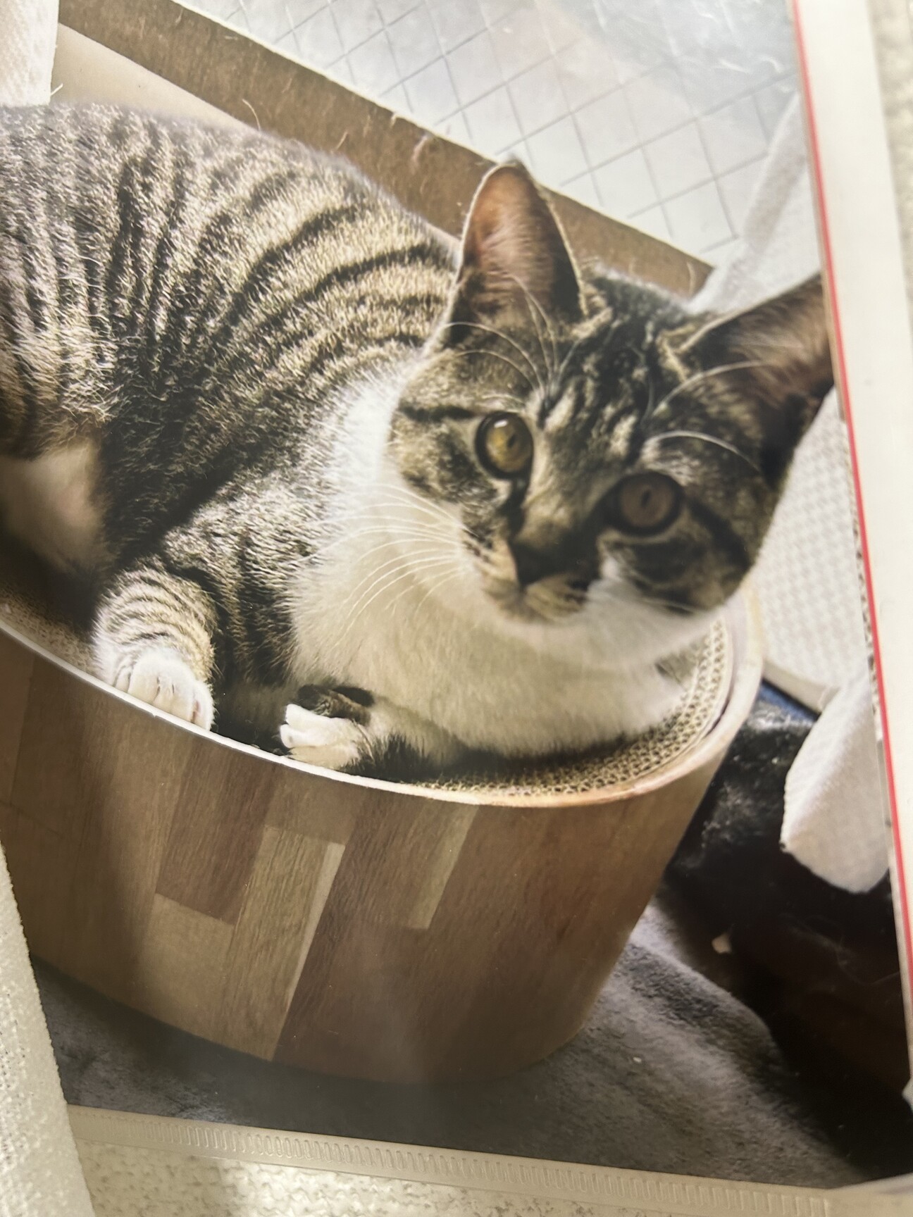 ♡♡ページ 甘えん坊のキジ白♀おもちちゃん」東京都 - 猫の里親募集(517241