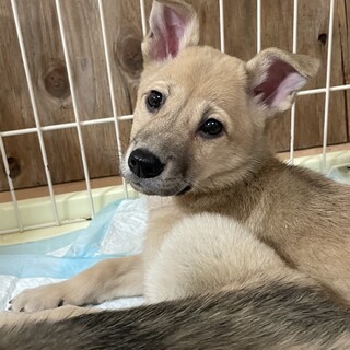 【里親様決定】オッズ♂の幸せが見つかりました♡