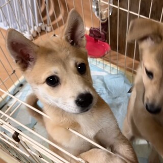 【里親様決定】ペコ♀の幸せが見つかりました♡