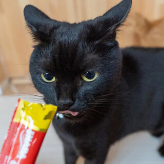 人が大好きな甘えんぼう黒猫 【ごま】