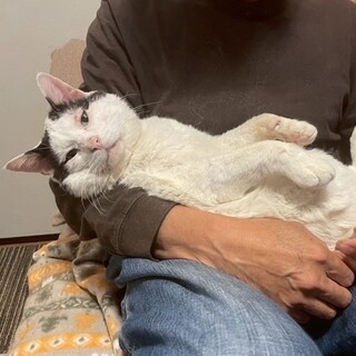 1匹飼いOK！人間大好き甘えん坊♪とても温厚八兵衛