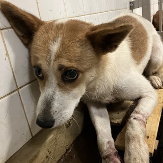 殺処分対象❗️収容期限6/18迄❗️延長なし