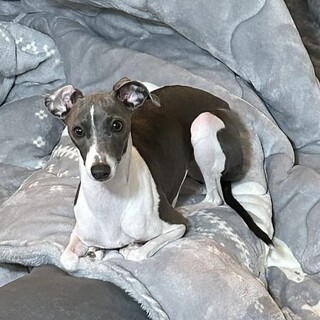 ペロの最後の家族になってくれる方を探しています