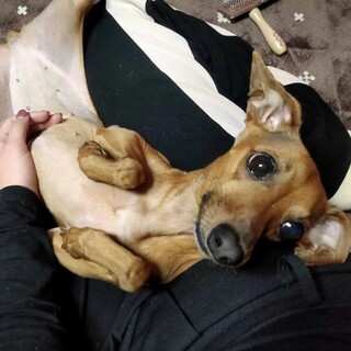 メルの最後の家族になってくれる方を探して居ます